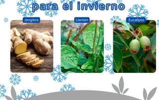 plantas